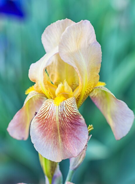 Foto colorato giallo e arancio