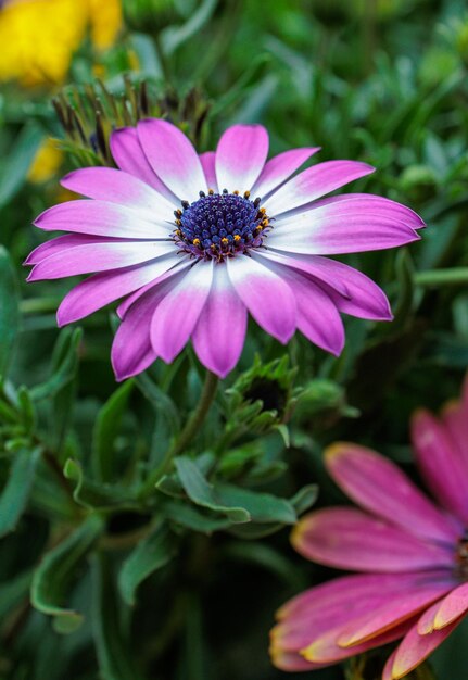 Foto fiori verdi gialli rosa colorati con api in impollinazione.