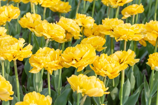 Colorful yellow tulip fresh flowers Spring