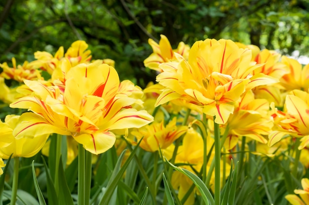 色とりどりの黄色いチューリップの花が咲く庭