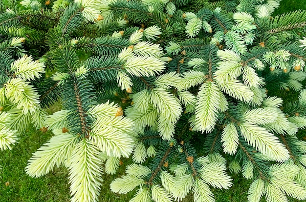 Colorful young shoots and cones on spruce trees. Studio Photo.