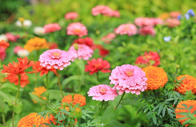 カラフルなジンニアの花、庭園