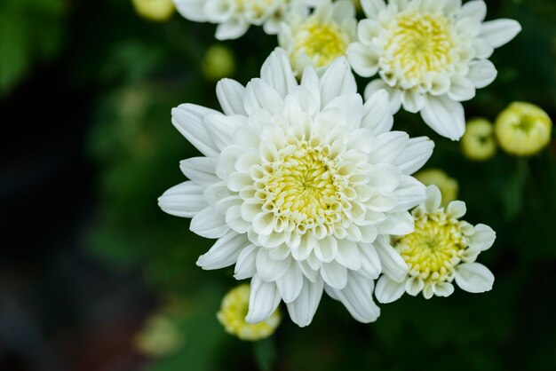 Colorful Zinnia Flower