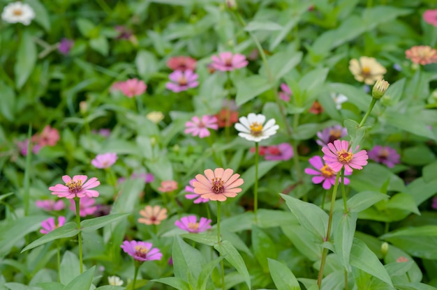 写真 花の背景とカラフルな百日草