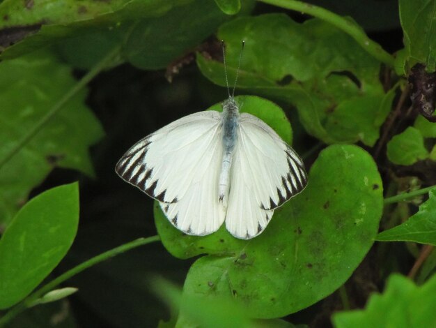 Foto farfalla colorata in giardino