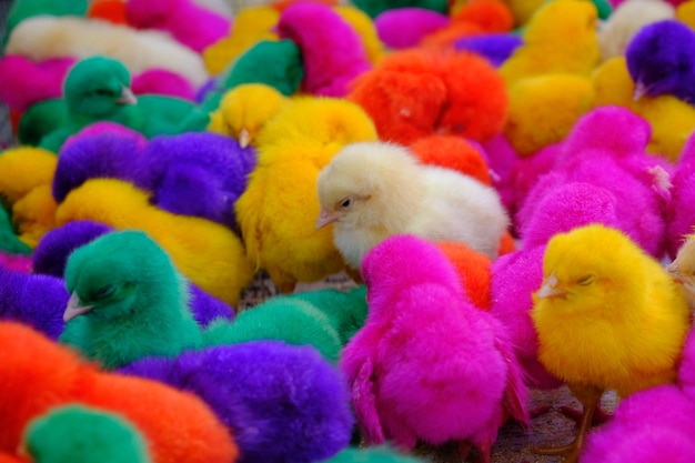 colorfully painted chicks. pets. popular in Asia. purple, green, yellow, orange, blue, red chicks.