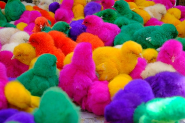 colorfully painted chicks. pets. popular in Asia. purple, green, yellow, orange, blue, red chicks