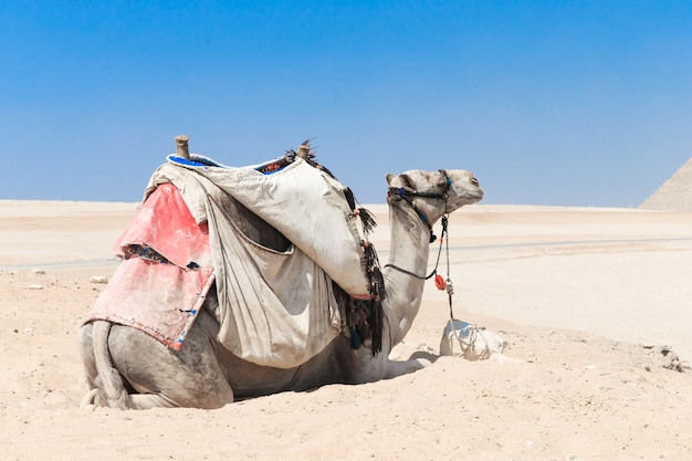 A colorfully saddled camel waits