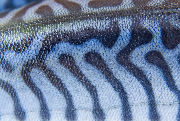 Coloring of skin mackerel fish close up