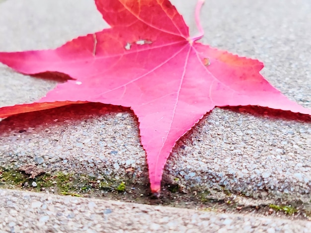 Photo colors of autumn fallen leaves