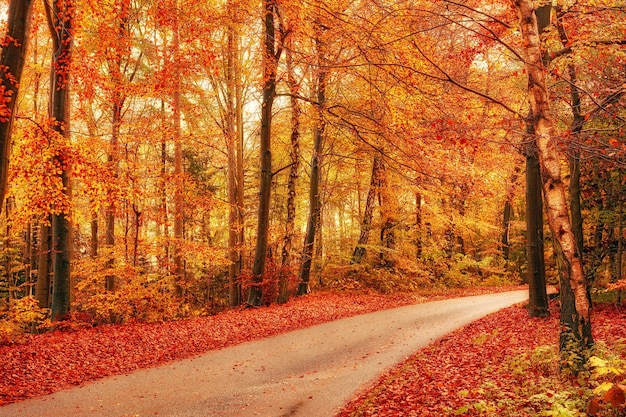 秋のマルセリスボルグの森マルセリスボルグの森、または単にマルセリスボルグの森の色は、デンマークのオーフス市の南にある1300ヘクタールの森です。