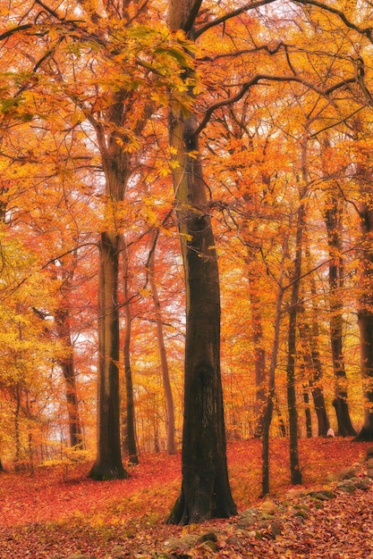 秋のマルセリスボルグの森マルセリスボルグの森、または単にマルセリスボルグの森の色は、デンマークのオーフス市の南にある1300ヘクタールの森です。