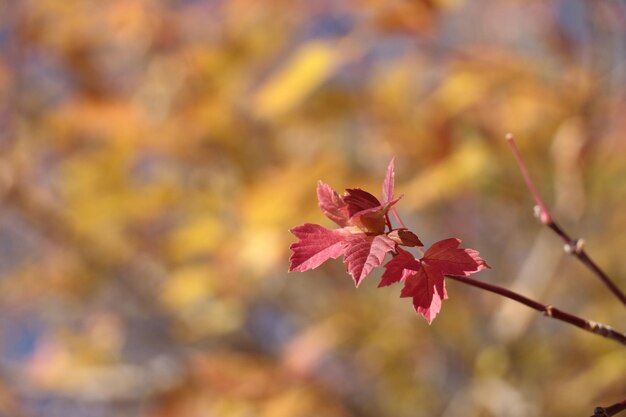 Colors of fall