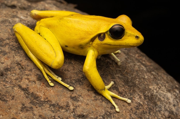 Photo colors phyllobates terribilis colombia amazon rainforest toxic amphibian