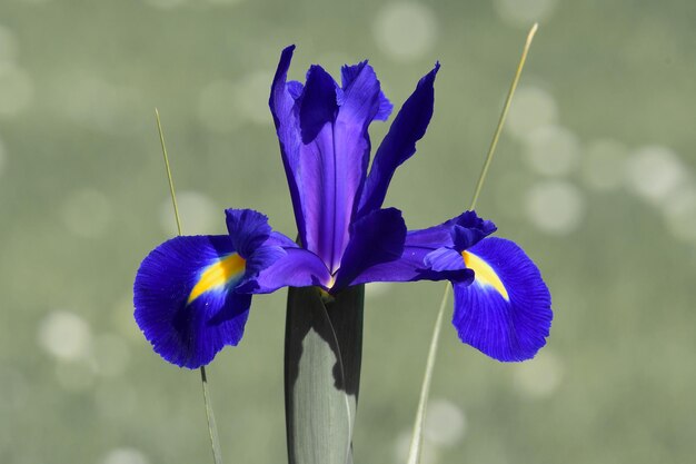 Foto colorsplash di un iris viola in fiore nel giardino