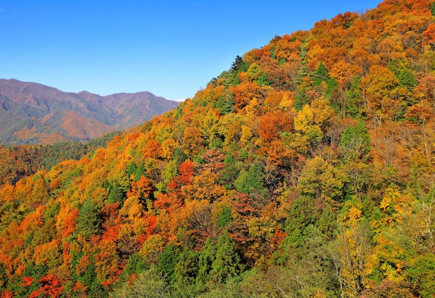 Colouful mountain during Autumn season