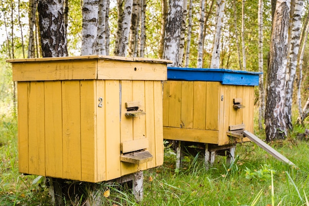 Coloured beehives in the apiary in the forest on warm sunny day. Stock photo