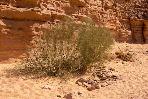 Coloured canyon is a rock formation on south sinai egypt
peninsula desert rocks of multicolored sandstone background