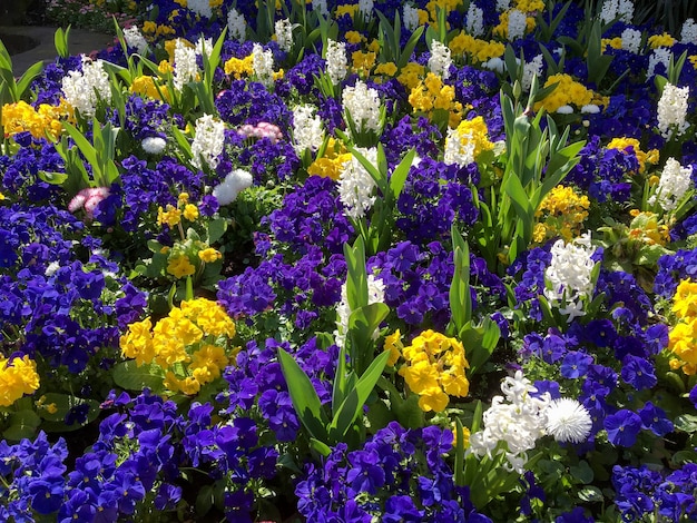 Красочная клумба цветов в Ист-Гринстеде