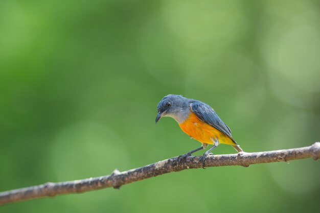 カラフルな鳥のオレンジ色の腹のフラワーペッカー