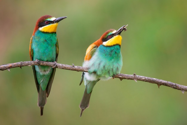 Colourful birds - European bee-eater (Merops apiaster) sitting on a stick on a beautiful background.