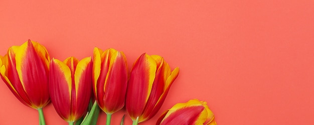 Colourful bright panoramic spring banner of fresh red and yellow tulips