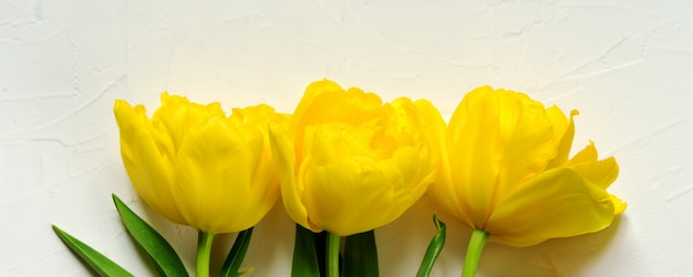 Colourful bright panoramic spring banner of fresh yellow tulips on white