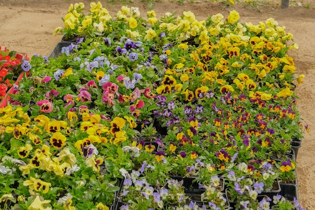 混合花のクローズアップのカラフルな束