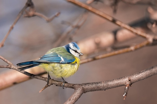 A colourful cute blue yellow white little Blue Tit sitting perched on a small tree branch rim lit in the early morning sun against a soft green plain background with space to the for text