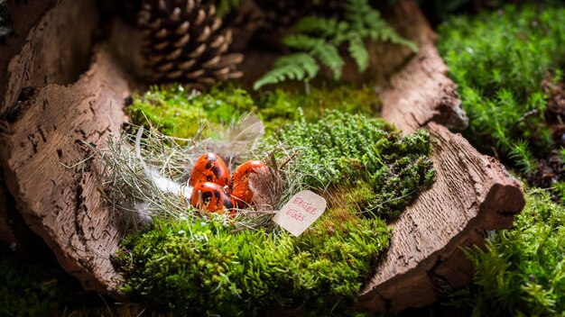 Colourful Easter eggs on bark with moss