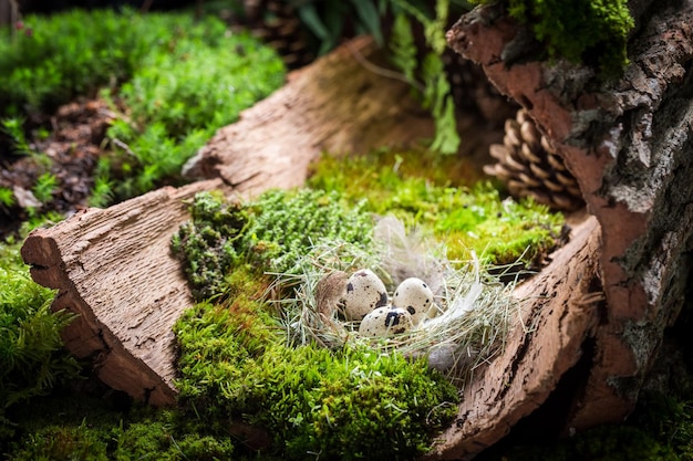 Colourful eggs for Easter in forest at sunrise