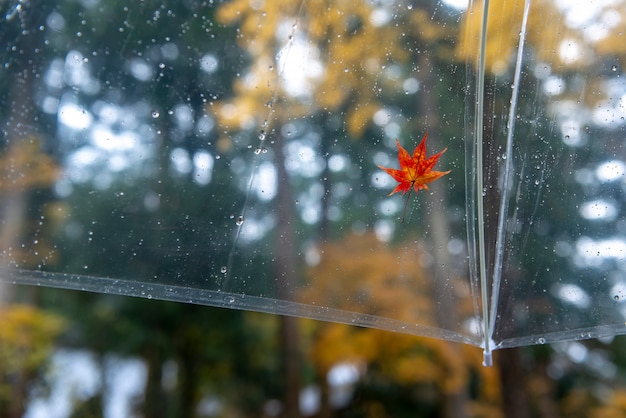 Colourful of fallen Japanese maple (momiji) on umbrella. Rainy day background.