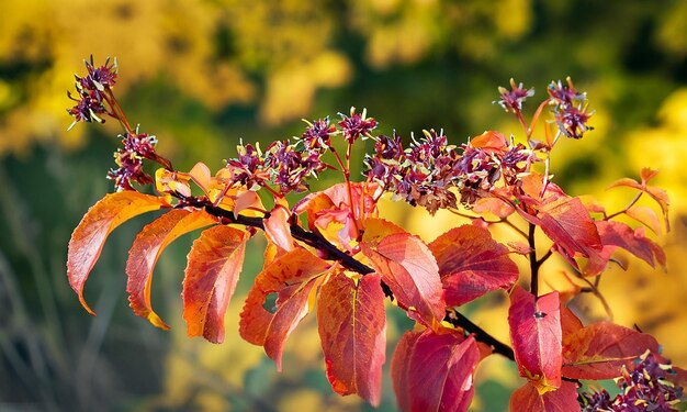 色とりどりの花の枝 鮮やかな秋の色