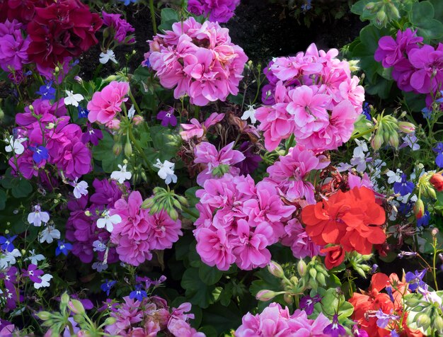 Colourful Flower Display in East Grinstead