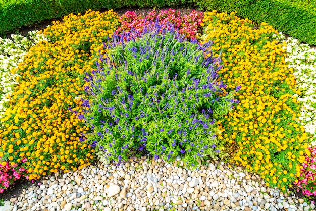 Photo colourful flower in garden