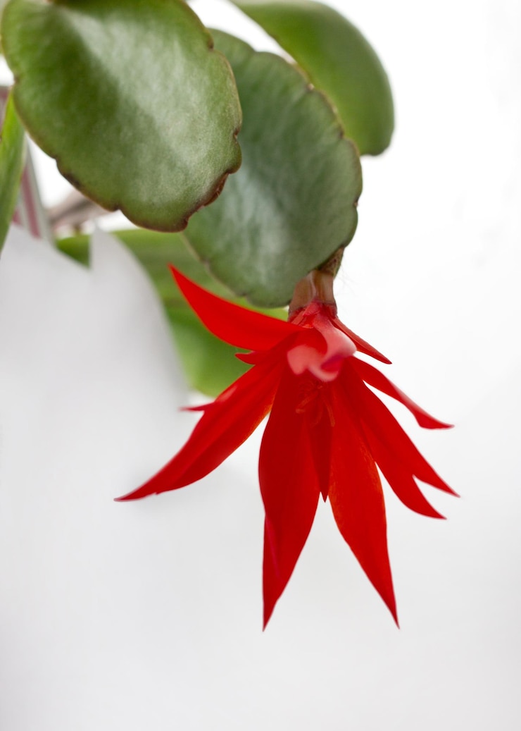 Фотография красочный цветок комнатного растения zygocactus