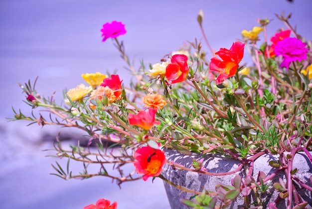 写真 カラフルな花