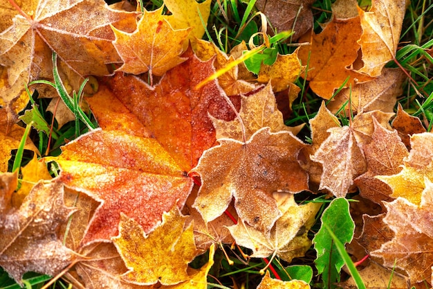 Colourful frozen autumn leaves on the grass