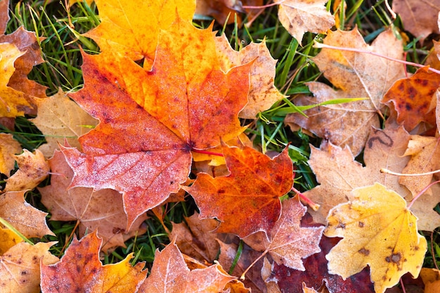 Colourful frozen autumn leaves on the grass