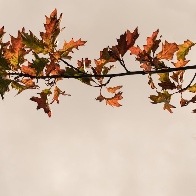 木の枝にカラフルなゴールドイエローの秋の紅葉屋外の秋の紅葉の背景