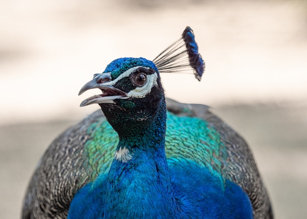 Colourful head of peacock head, close up.