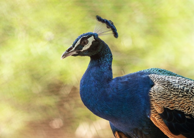 Colourful head of peacock head, close up.