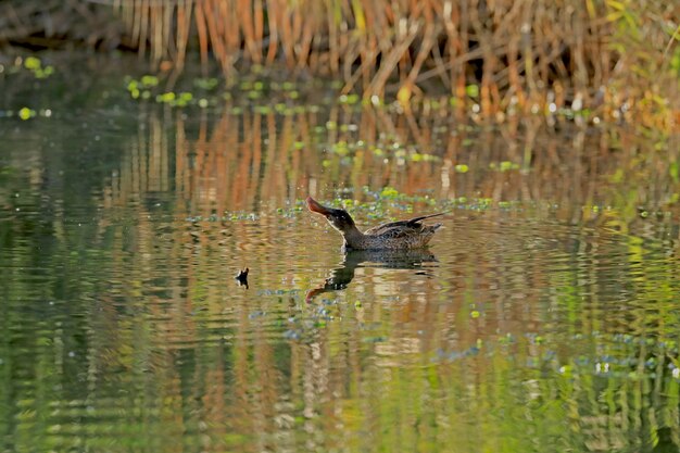 a colourful lake with a duck