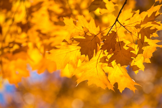 Colourful leaves in autumn season