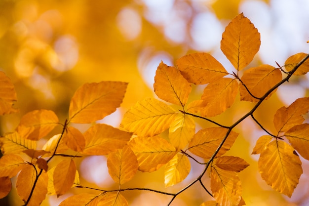 Colourful leaves in autumn season