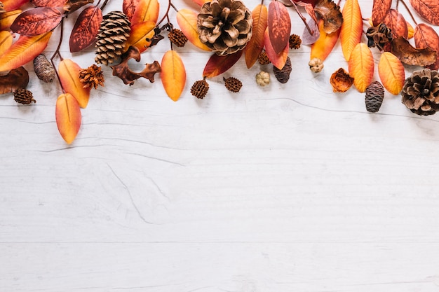 Colourful leaves on top