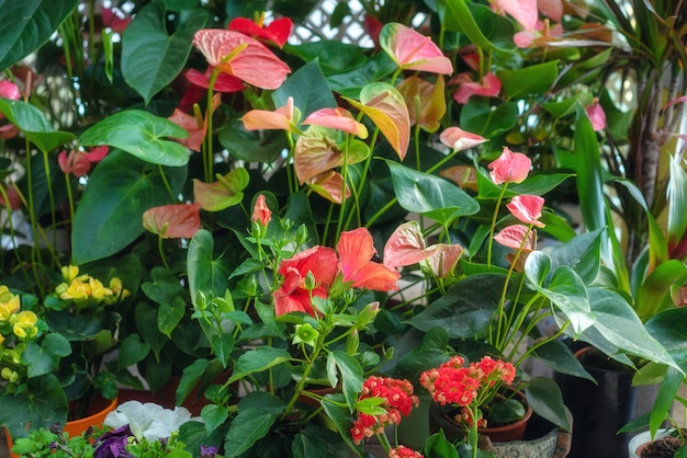 フラワーショップのカラフルな混合花と植物。