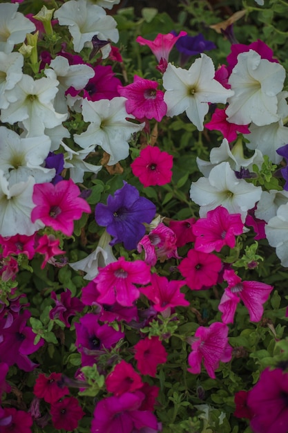 장식용 화분에 생생한 분홍색과 보라색 색상의 다채로운 혼합 피튜니아 꽃이 닫힙니다.