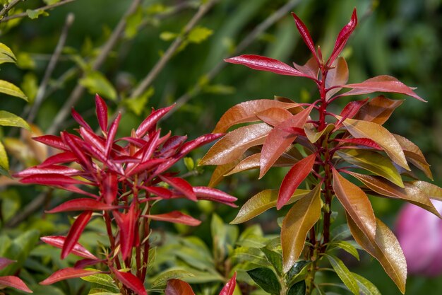 Pieris Japonica 관목에 다채로운 새로운 성장