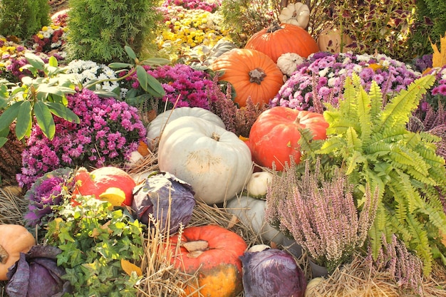 Colourful organic pumpkins and gourds on agricultural fair. Harvesting autumn time concept. Garden f